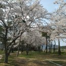 칠곡면신포숲 이미지