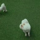 댕댕냥냥 이미지