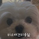 미소애견 미용실 | 강아지 미용 신천동 미소애견 미용실
