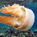 그레이트팜 이미지