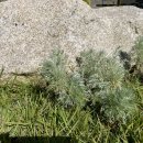 금빛 민박 이미지