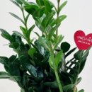 양지-3556 이미지