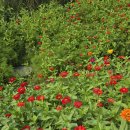 철원 고석정 꽃밭.고석.고석정.유람선 이미지