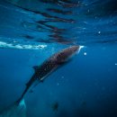 고래꿈호텔 | 세부 고래상어 투어, 새벽잠 포기할 가치 충분! (투말록 폭포 후기)