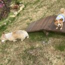 재키애견 이미지