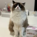 밀크밀크 | 고양이음수량 채우기좋은 산양유로 만든 더캣 크림밀크스튜 후기