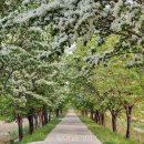 이팝나무길 이미지