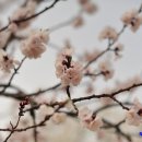 4월5일(토욜) 오후5시 남산꽃구경~동대입구서출발 2시간산책코스~~ 이미지
