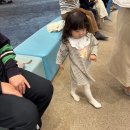 수원 광교 아기미용실 컴리베베 / 36개월 여아 파마 후기