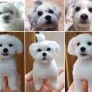 비나리아토