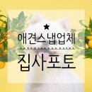 포벤져스 | 데일리뿌꾸_애견스냅 추천(집사포토, 포벤져스)