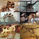 고용각 | 공룡 [Dinosaur] 이란?