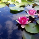 연못들6 이미지