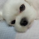 정다운마트 Daum카페