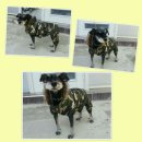 람세스한우농장 이미지