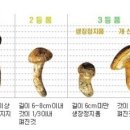 봉화명호송이
