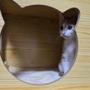 오로라 캣 이미지