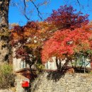 진중2리 마을회관 | 남한강, 북한강을 동시에 조망할 수 있는 수종사의 가을풍경(ft.은행나무) [남양주][가을]