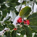 홀리호랑 이미지