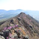 CU창원팔용디오점 | 장복산~시루봉, 핑크빛 진달래와 화사한 벚꽃이 반겨주는 곳 - 2019년 4월 6일(토)