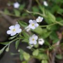 냉이꽃 민박 이미지