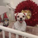 딜라잇독 이미지