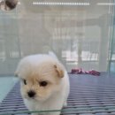 파주애견샵 플레이독 파주본점 이용후기 🐶