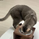 퍼스트독앤캣 | 고양이 음수량 고민 해결 산양유 크림밀크스튜 더독앤캣 급여 후기