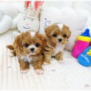 비비퍼피 강아지분양 일산점 이미지