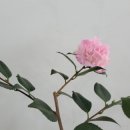 동백꽃백화점 이미지