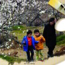 섬진강자락의 매화와 산수유 그리고 고로쇠 이미지