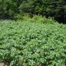 감자꽃필무렵 이미지