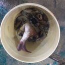 부일수산 | [대천항 맛집] 서비스 좋았던 부일수산 실제결제후기~