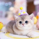 강남 고양이 분양 캣프렌즈 이미지