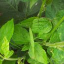 팔암농장 이미지