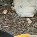 백봉오골계 부성농원 이미지