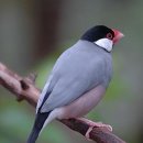 소설일본어 이미지