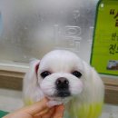 피닉스애견미용 이미지