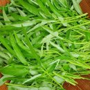 모닝글로리 이미지