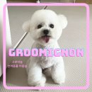 그루미뇽 이미지