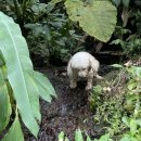 도시 강아지 이미지