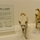 산양(산양보호구역) | [대전 실내 볼거리] 아이들과 함께 가지 좋은 대전 여행지 &#34;천연기념물 센터&#34;