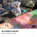 캐나다 멍 빌리지 네이버블로그