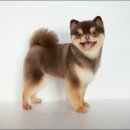 킴스애견미용실 이미지