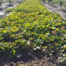 보섭농장 이미지