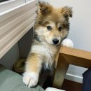 신발신은 강아지 이미지