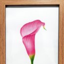 보태니컬+팝아트 이미지