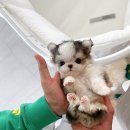 디자인독 이미지