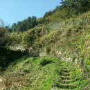 통영터널로가로수 이미지