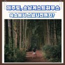 소낭 게스트하우스 | 제주도 월정리 숙소 추천 소낭게스트하우스｜숙소에서 스냅사진까지